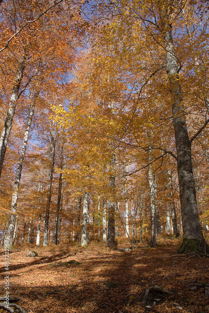 Fototapeta premium mystic view of mountain forest in autumn