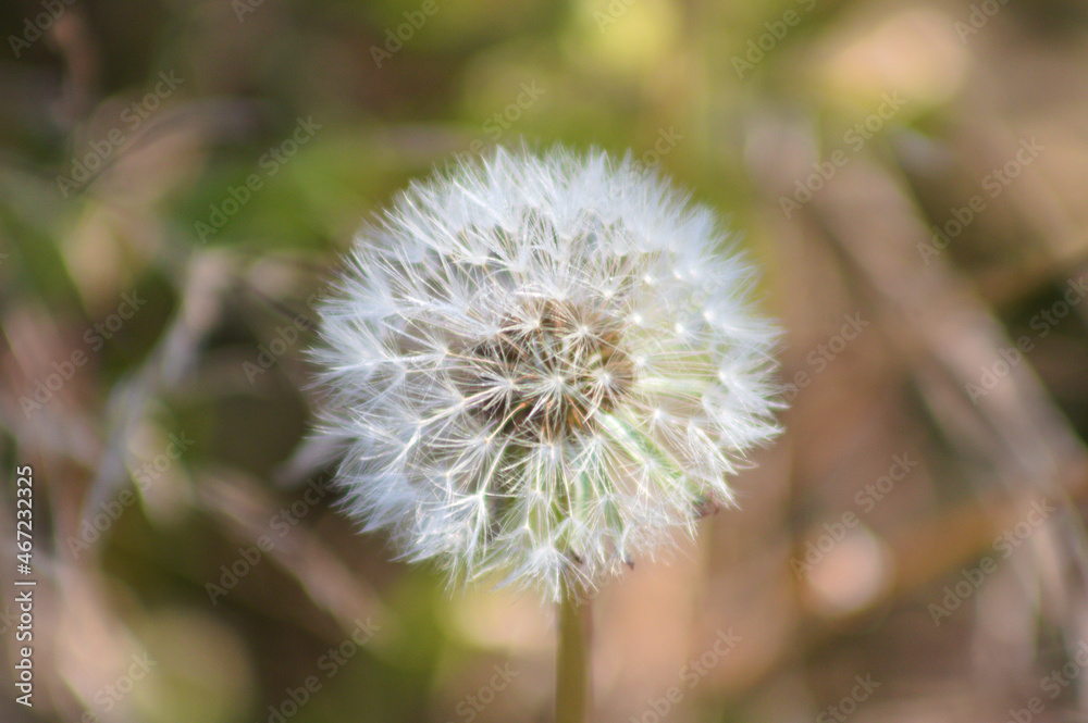 Common dandelion blow ball closeup view with selective focus on foreground Common dandelion blow ball closeup view with selective focus on foreground