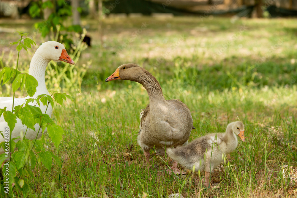 Mother father goose and her cubs Mother father goose and her cubs