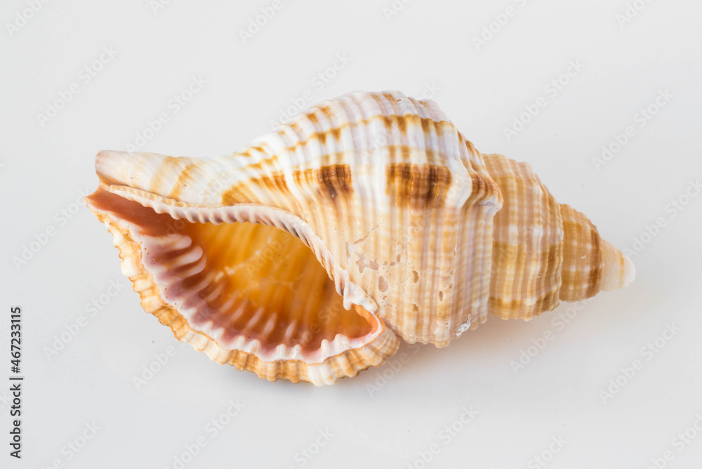 A beautiful sea shell