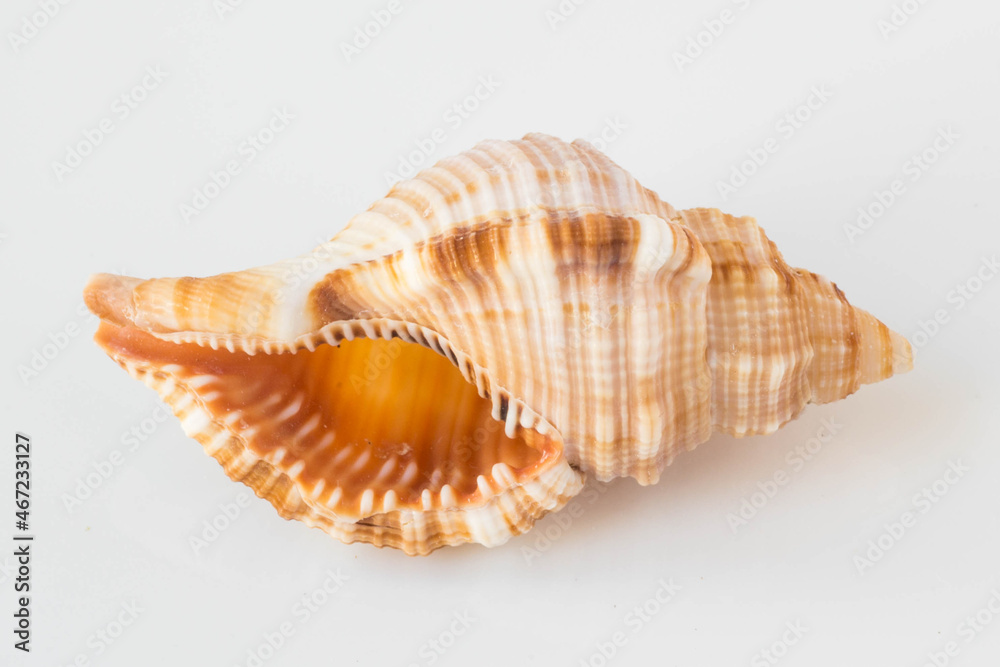 A beautiful sea shell