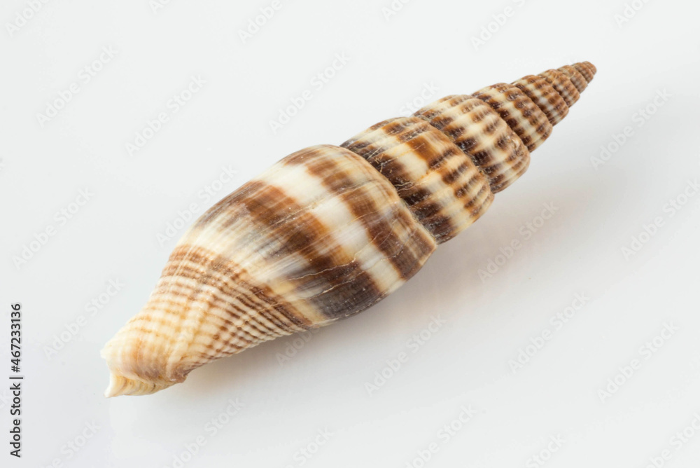 A beautiful sea  striped shell