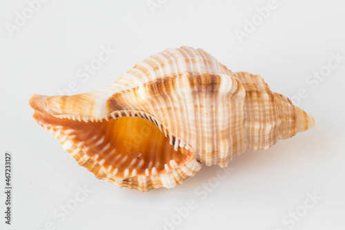 A beautiful sea shell © Galina