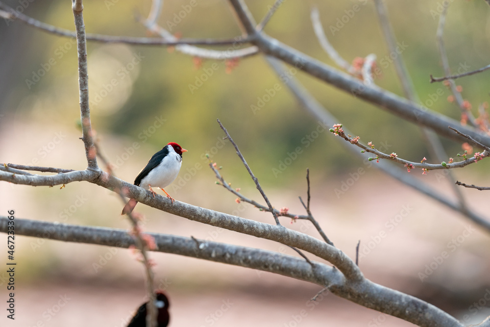 The yellow-billed cardinal (Paroaria capitata) The yellow-billed cardinal (Paroaria capitata)
