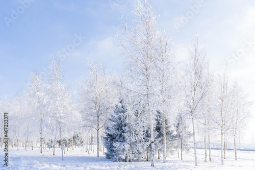 Winter landscape in the Park