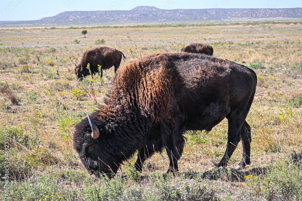 buffalo in the field buffalo in the field