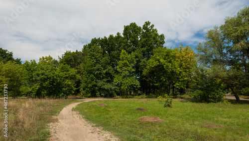Long road along among the green grass into the green forest. Summer landscape. Many plants