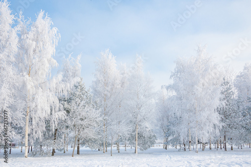 Winter landscape, trees in the snow