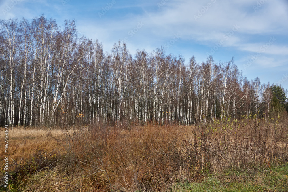 Late autumn. November 2021. Walk at the birch grove outside the city. Late autumn. November 2021. Walk at the birch grove outside the city.
