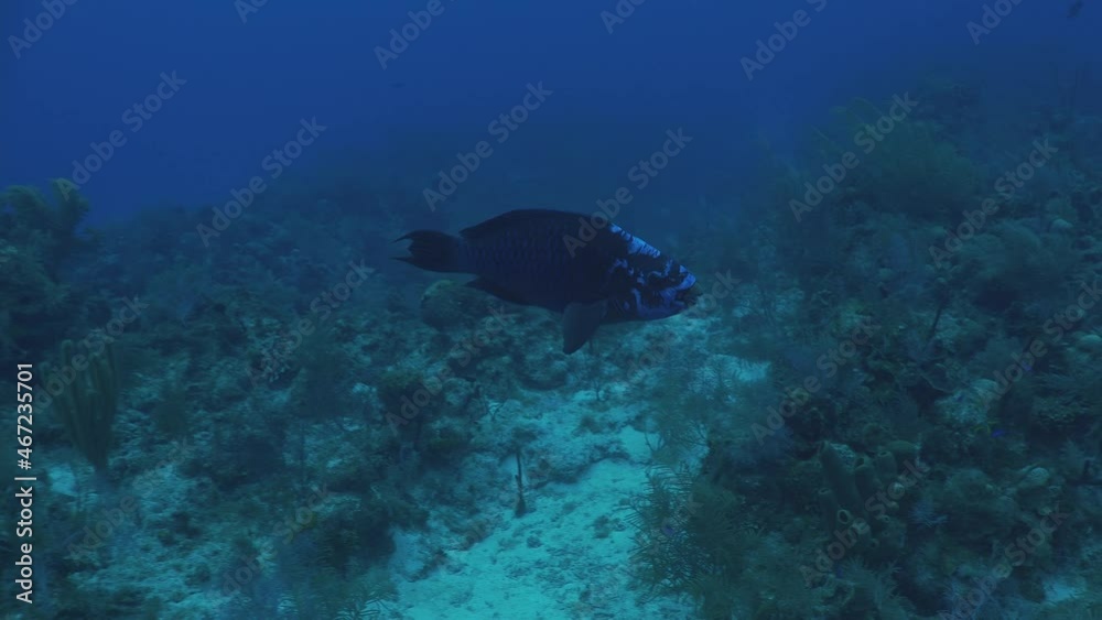 Blue parrot fish cruising across coral reef. Blue parrot fish cruising across coral reef.
