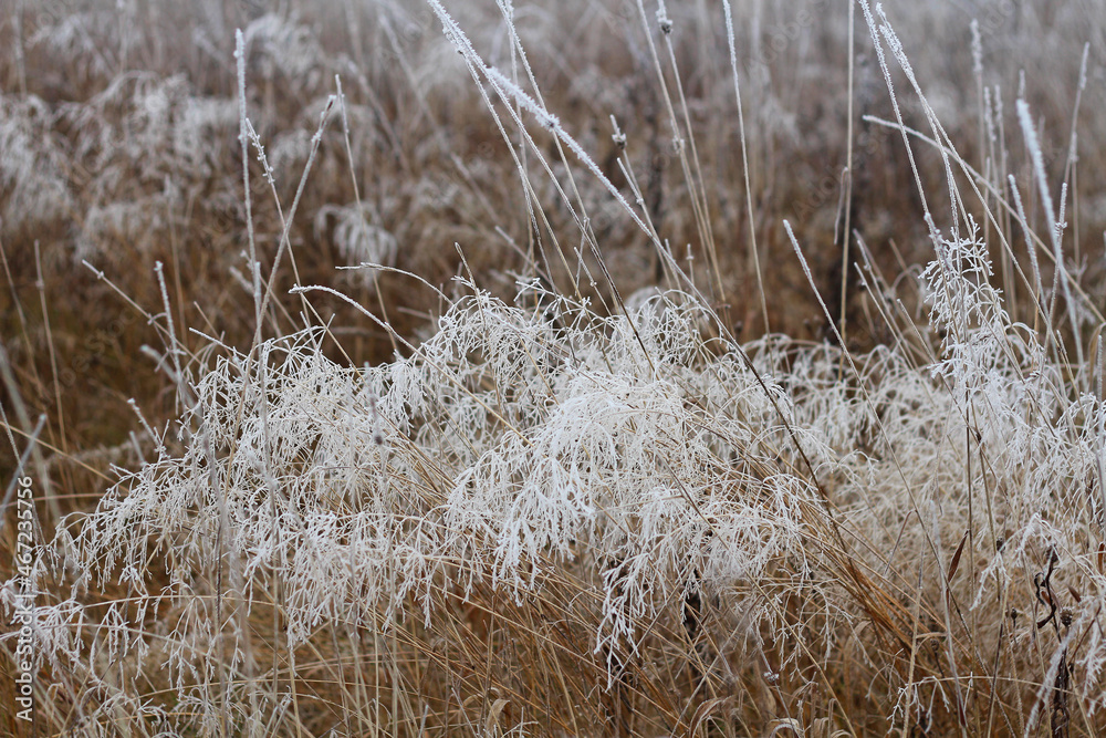 Fototapeta premium Blades of grass in the field, covered with frost in autumn.