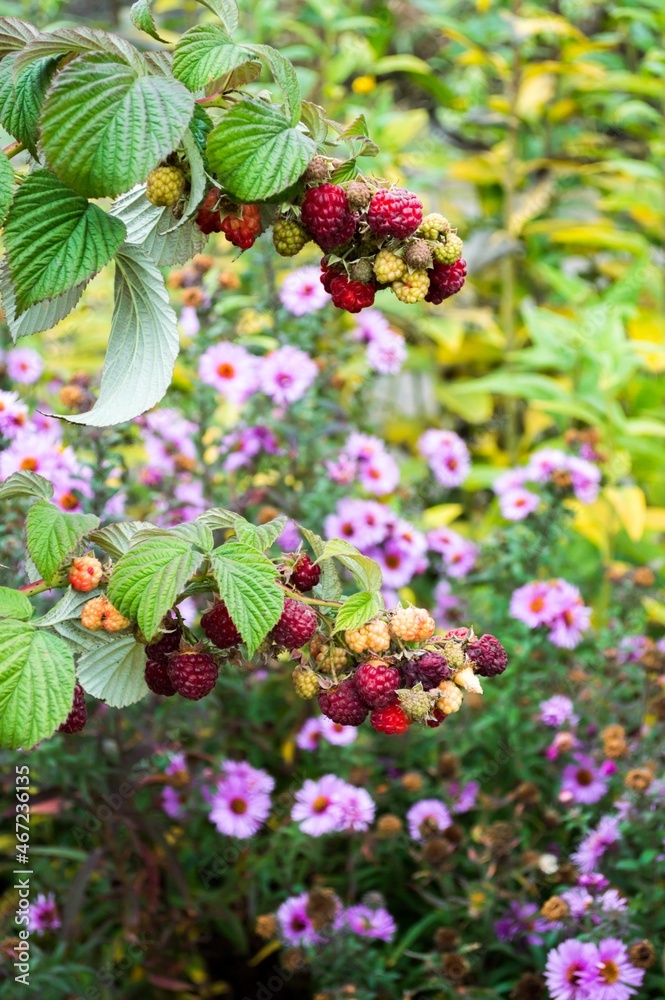 Red ripe raspberries on branches, blurred background with purple Red ripe raspberries on branches, blurred background with purple