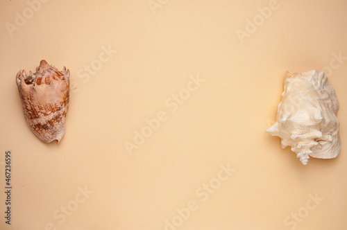 yelllow background and table sea scenery and seashells decoraton for you