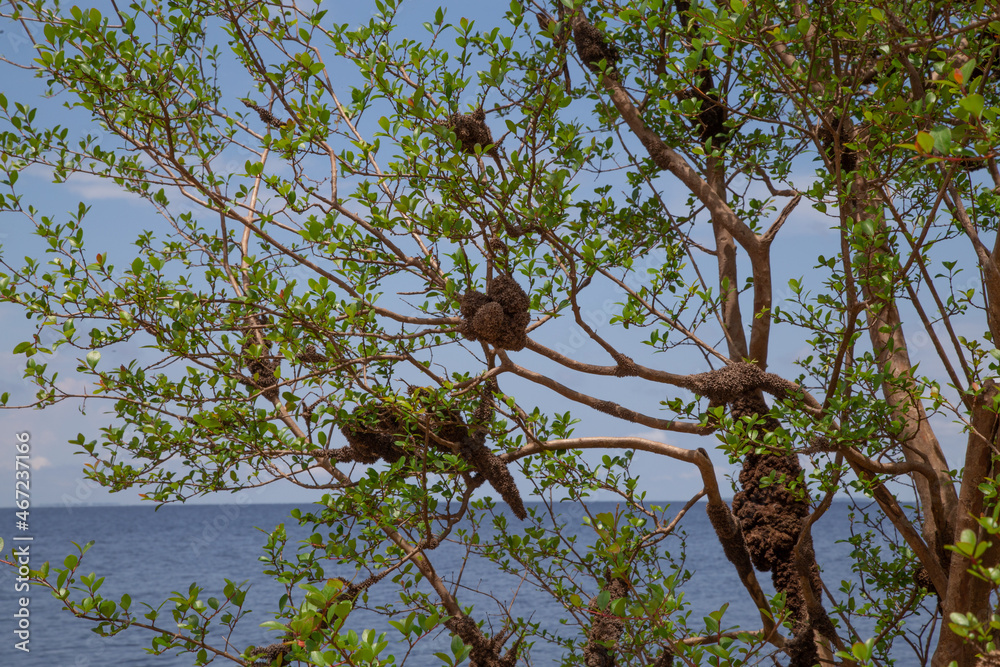 Cauixi Spongy matter that gathers in the roots of trees, on the banks of some rivers in the Amazon, sponge from the sea Cauixi Spongy matter that gathers in the roots of trees, on the banks of some rivers in the Amazon, sponge from the sea
