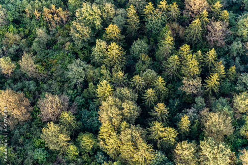 Aerial view on green Lithuanian forest trees