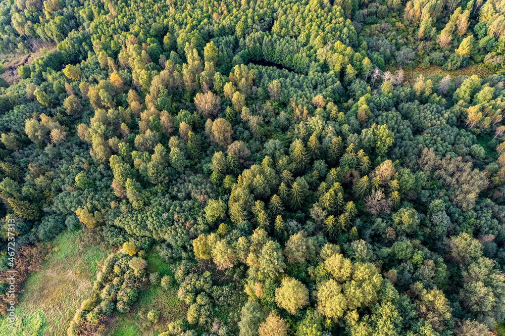 Aerial view on green Lithuanian forest trees Aerial view on green Lithuanian forest trees
