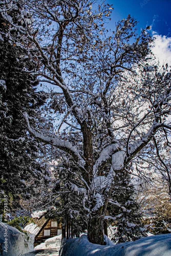 冬の白川郷散策