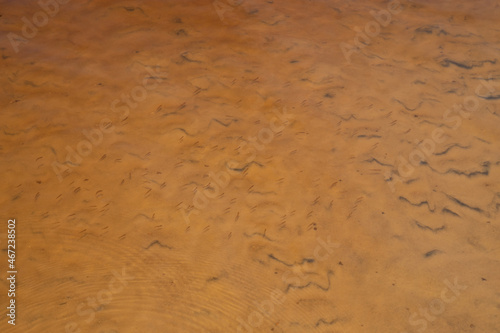 rio negro wine color water in Manaus interior of brazil