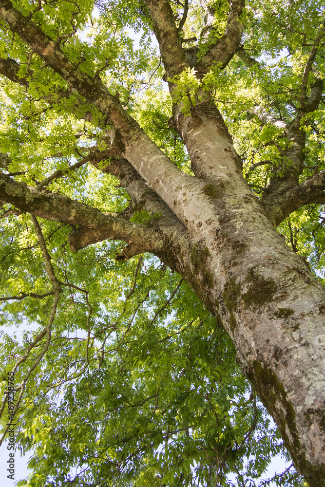 Sunlight shining through tree Sunlight shining through tree