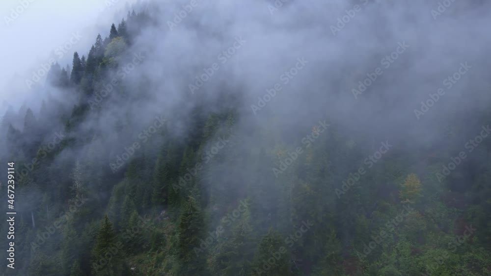 Misty foggy mountain landscape with fir trees forest in rainy weather. Clouds and fog on mountain cover forest valley Misty foggy mountain landscape with fir trees forest in rainy weather. Clouds and fog on mountain cover forest valley