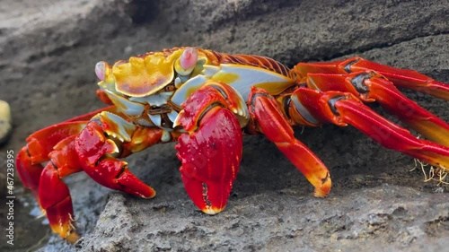 2021 - Close-up of a Sally Lightfoot crab in the Galapagos. photo