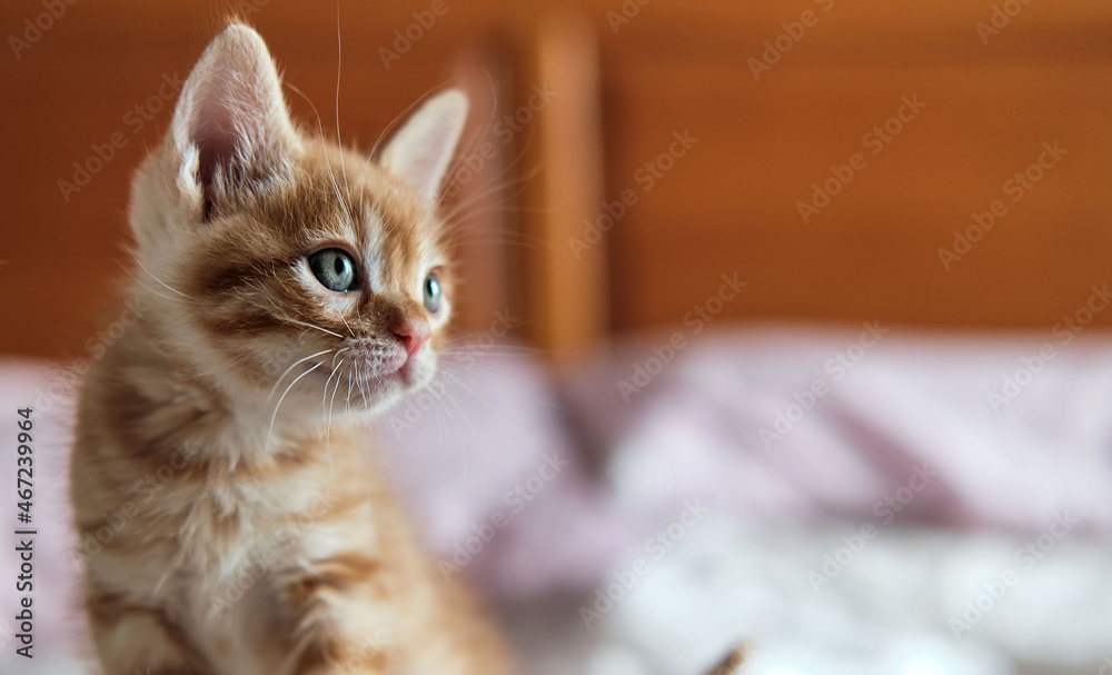 Beautiful ginger kitten indoor, close up image