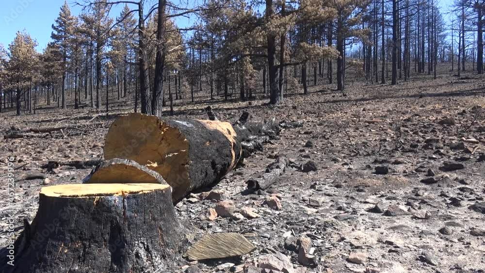 2021 - Tilt up fallen trees, ash and burned forests following the destructive Caldor Fire near South Lake Tahoe, California. 2021 - Tilt up fallen trees, ash and burned forests following the destructive Caldor Fire near South Lake Tahoe, California.