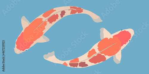 Two Japanese carp. Vector image.