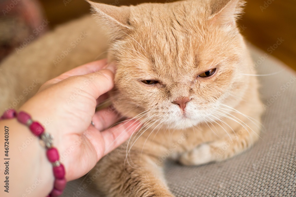 Hand scratches shorthair ginger exotic persian cat