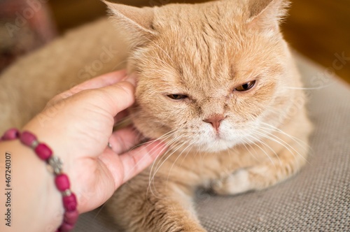 Wallpaper Mural Hand scratches shorthair ginger exotic persian cat Torontodigital.ca