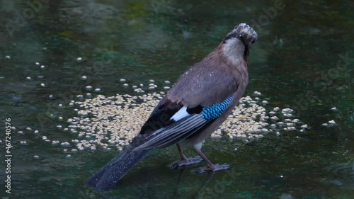 Eurasian Jay eats grains in rain (Garrulus glandarius) - (4K)