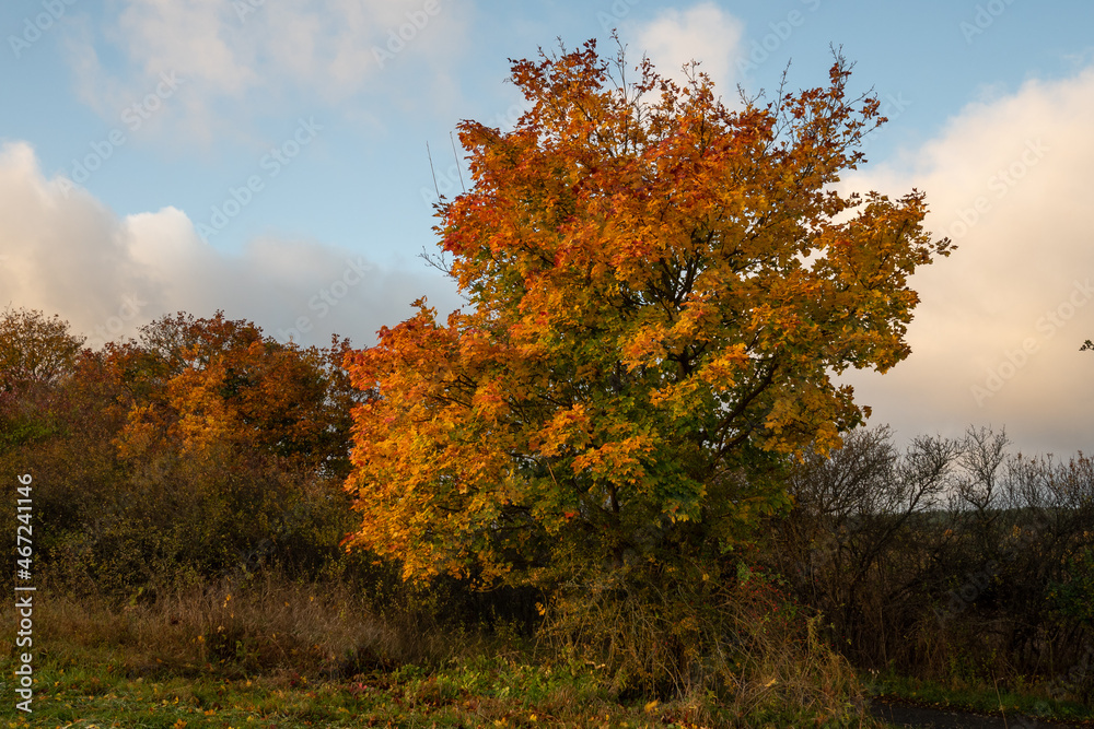 Naklejka premium Landschaft im Herbst