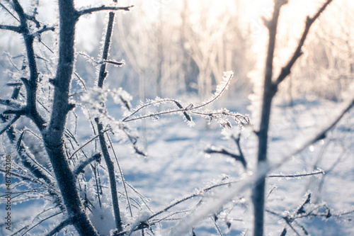 Macro Winter brunch with dry leaf in frost outdoor scene frozen leaves covere...