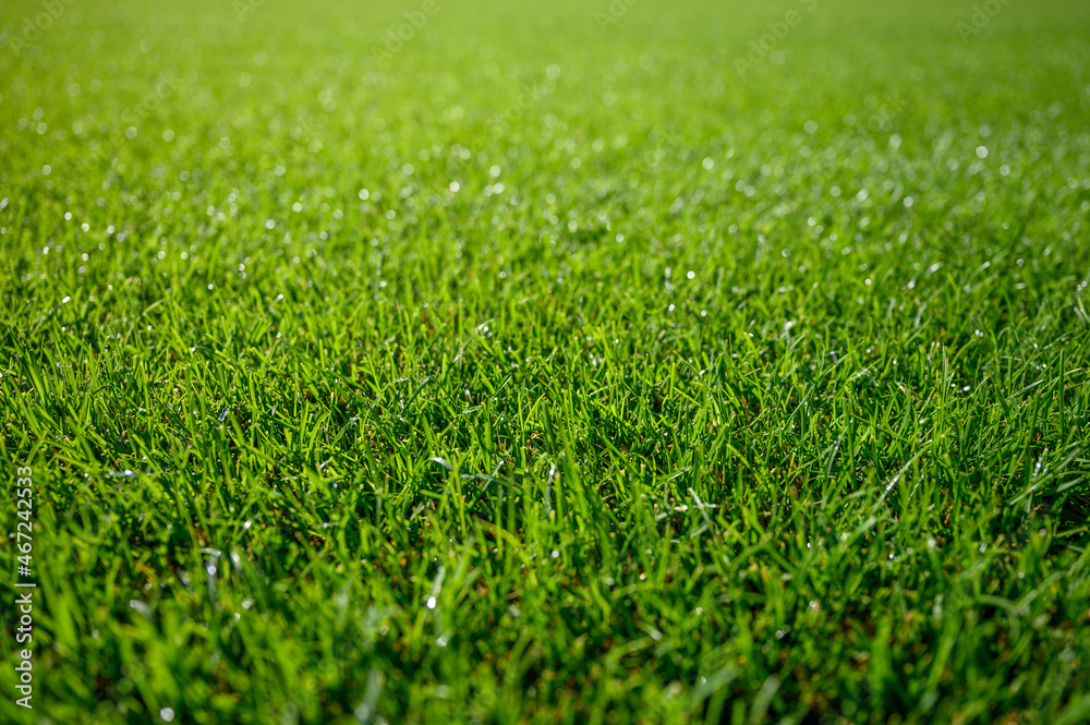 Beautiful wet natural grass on the sport pitch Beautiful wet natural grass on the sport pitch