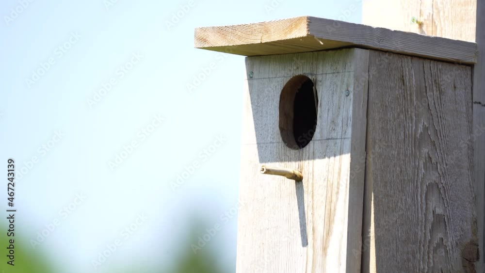 Tree Swallow Nestbox 3 Tree Swallow Nestbox 3