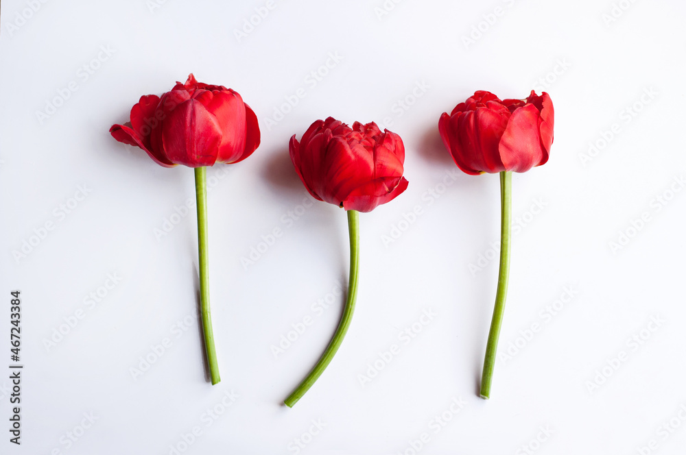 three peony-shaped red tulips on green legs on a white background