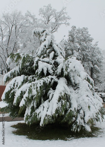 snow covered tree