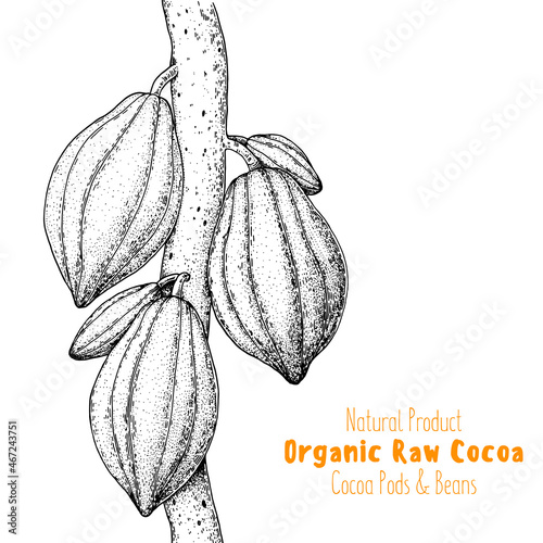 Cocoa pods vector illustration. Hand drawn cocoa tree sketch. Vintage Design Element. Cacao beans. Vintage illustration.