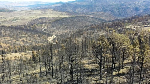 2021 - aerial over burnt destroyed forest trees and wilderness destruction of the Caldor Fire near Lake Tahoe, California. photo