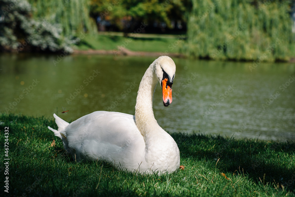 White mute swan basking on green grass near lake or pond on sunny day. Cygnus olor in city park. Closeup.