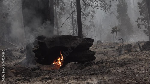 2021 - The Dixie Fire burns unchecked in a forest in Northern California. photo