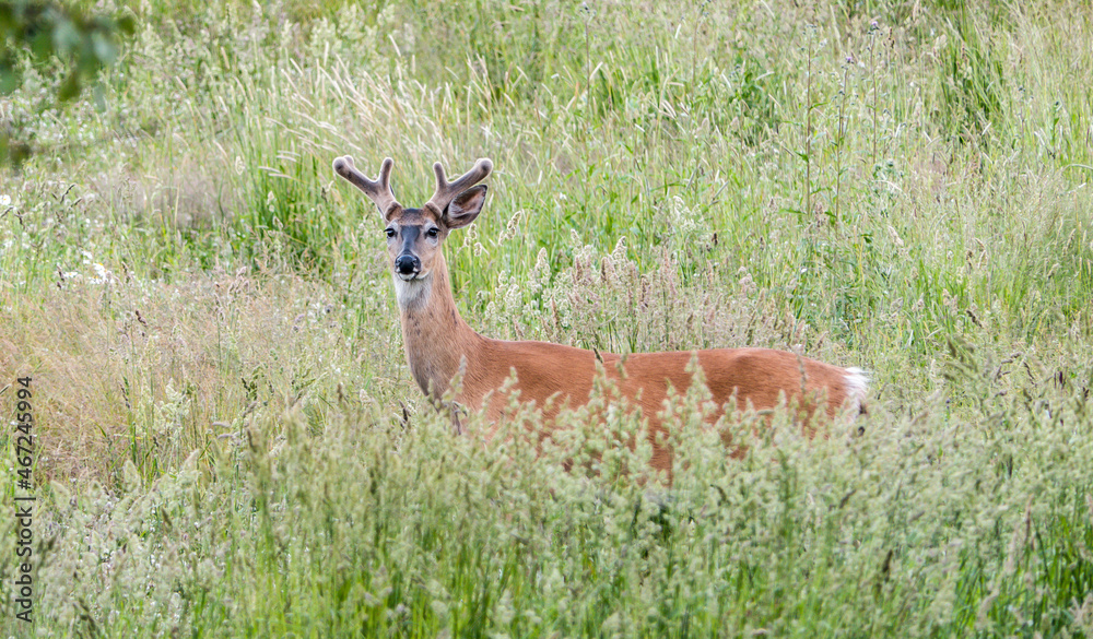 White-tailed deer (Odocoileus virginianus) in grass, soft summer light. Male deer with little antler standing in deep grass is posing to the camera. White-tailed deer (Odocoileus virginianus) in grass, soft summer light. Male deer with little antler standing in deep grass is posing to the camera.