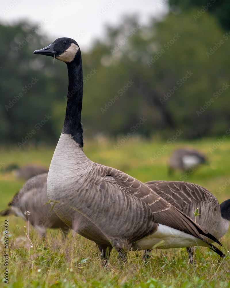 Canadian goose eating grass in meadow with gaggle Canadian goose eating grass in meadow with gaggle