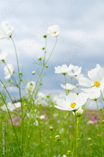 field of daisies