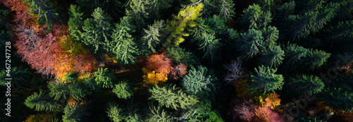 Forestry - Autumn deciduous and fir forest from bird's eye view - colorful nature - environmental - indian summer. 
