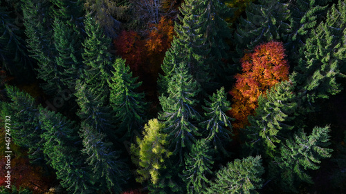 Herbst Laub- und Tannen- wald aus der Vogelperspektive. Umwelt bunte Wälder Background. Forstwirtschaft und Aufforstung Landschaften von oben. 