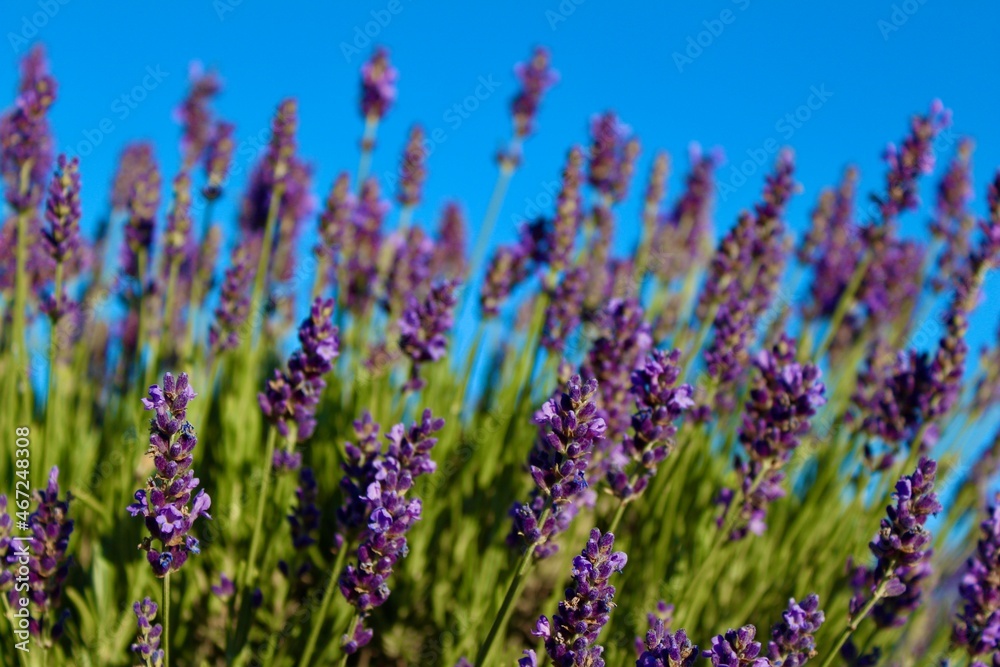 Naklejka premium Lavender Skies