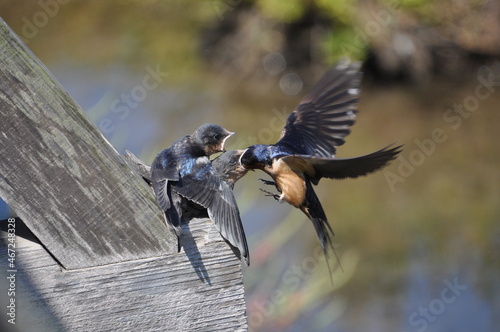 feeding baby swallow during breeding season in nature