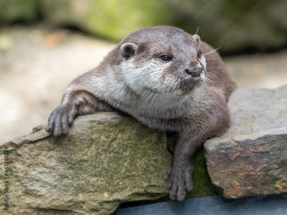 Oriental Short-clawed Otter Resting on a Rock Oriental Short-clawed Otter Resting on a Rock