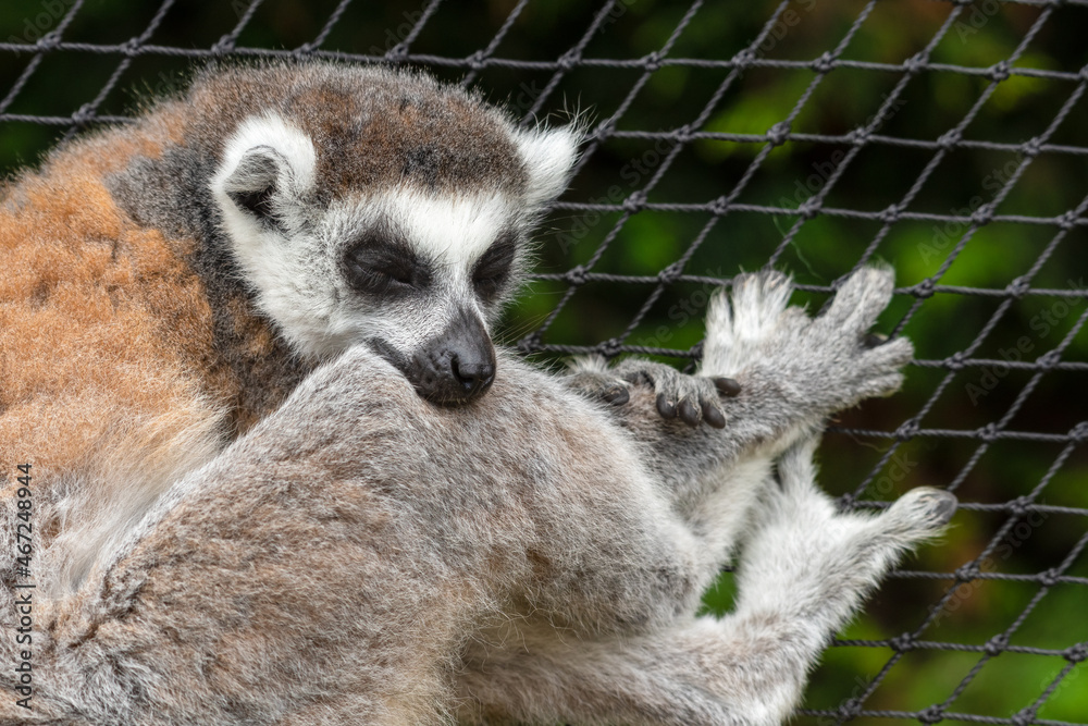 Obraz premium Ring Tailed Lemur Sleeping